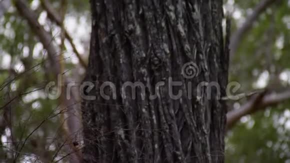 一棵老树和它的树枝视频的预览图
