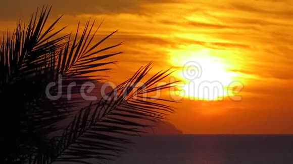 热带日落背景特写视频的预览图