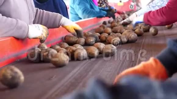 特写镜头手套工人正在传送带上手动分拣土豆土豆放在大木头里视频的预览图
