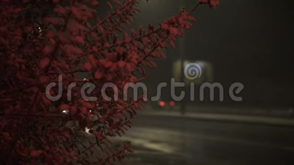 雪片在红灯下落在路旁的树上视频的预览图