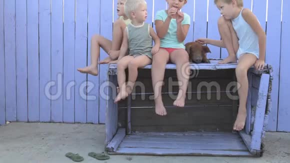 村里的孩子和杜洛克品种的红猪在农村的院子里玩耍孩子们用紫丁香的木栅栏看着视频的预览图