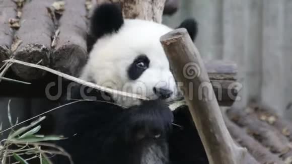 熊猫幼崽正在学习如何吃竹叶成都中国视频的预览图