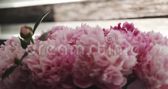 一朵盛开的粉红色牡丹的特写视频的预览图