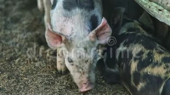 特写小斑点家养猪在地上玩耍视频的预览图