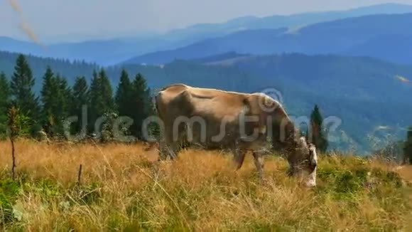 高山草地上的牛视频的预览图