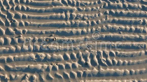 白沙上的海螺视频的预览图