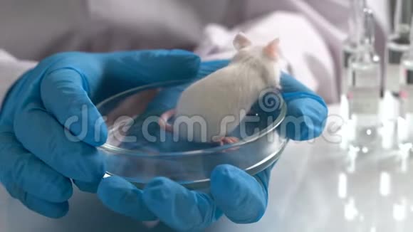 医学研究科学家持有实验室老鼠她在一个明亮而现代的实验室工作视频的预览图