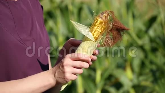 一个女农民手里拿着一根玉米棒检查它的质量手的特写农业和视频的预览图