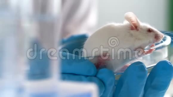 医学研究科学家持有实验室老鼠她在一个明亮而现代的实验室工作视频的预览图