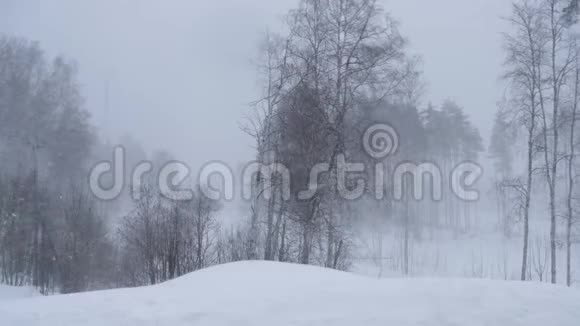 俄罗斯2019年2月暴风雪和大漂移一阵强风摇动着冬天森林里的树木视频的预览图