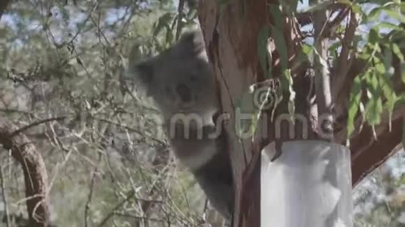在树枝上睡觉的考拉视频的预览图