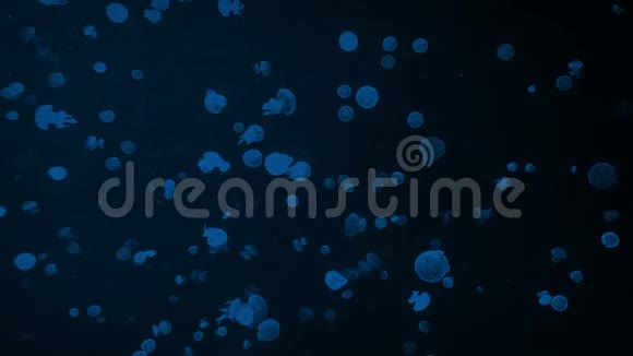 许多小水母在黑暗中游泳视频的预览图