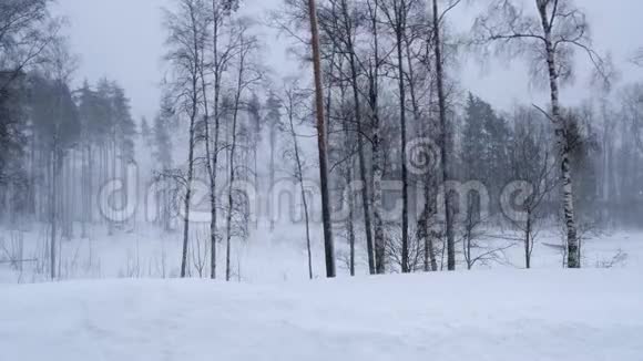 俄罗斯2019年2月暴风雪和大漂移一阵强风摇动着冬天森林里的树木视频的预览图
