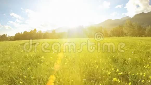 日落时分无人机飞过盛开的草地美丽的夏日风景视频的预览图