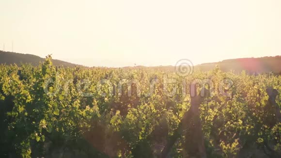 阳光下的葡萄园视频的预览图
