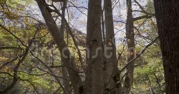 在前面的树干和太阳附近用起重机向上移动视频的预览图
