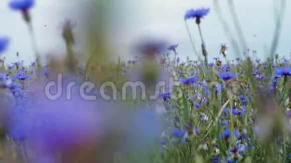 镜头向右向左移动在美丽的蓝色草地上花丛中的野花没有夏天的田野视频的预览图