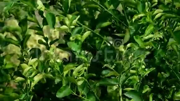 风中的植物视频的预览图