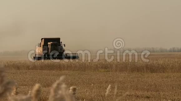 秋天结合在地里收割小麦视频的预览图