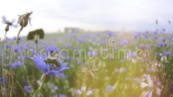 一只蜜蜂坐在夏日夕阳下的一片弯曲的蓝花草甸上没有人近景视频的预览图