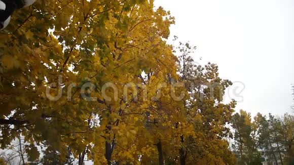 秋天公园里秋天的黄叶从枫枝上飘落下来慢动作视频的预览图