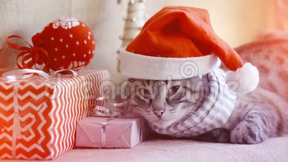 圣诞帽里可爱的家猫就在礼物旁边视频的预览图