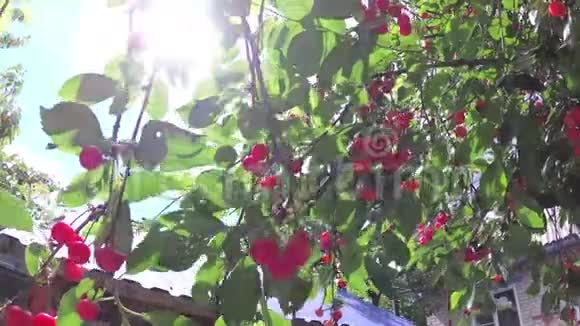 太阳前的一棵树上的红樱桃视频的预览图