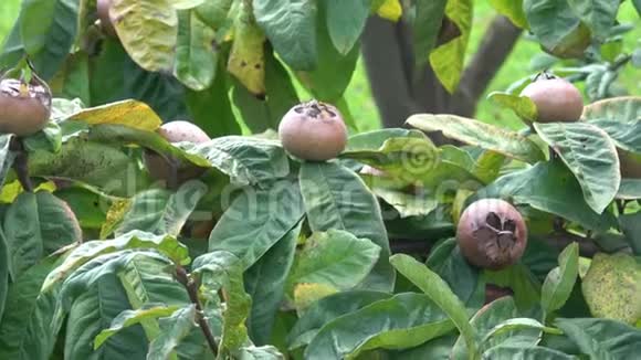 树上长着褐色成熟的果实和绿叶德国梅斯皮勒斯德国克拉塔格斯枸杞米斯皮尔斯视频的预览图