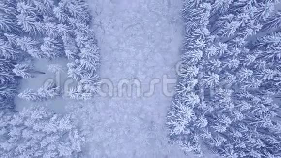 美丽的蓝冬青松林积雪覆盖中央有一片落叶林鸟瞰视频的预览图