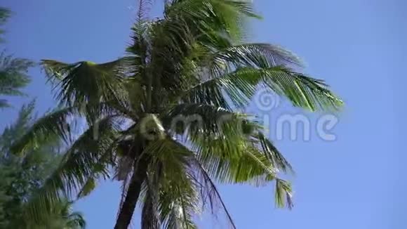 棕榈树上的椰子视频的预览图