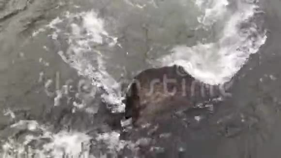 快山河中的水在一块大石头周围流动产生泡沫飞溅气泡和漩涡视频的预览图