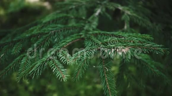 夏林松针亮枝蓬松的松树枝视频的预览图