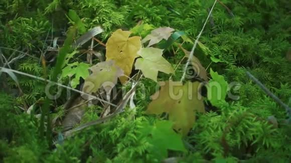 夏林中绿油油的草地和树叶覆盖的地面视频的预览图