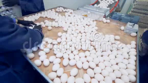 时间推移鸡蛋包装过程在家禽养殖场关闭视频的预览图