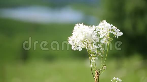白色盛开的野花上美丽的阳光明媚的夏日山景慢动作视频的预览图
