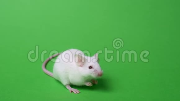 白色实验室老鼠在绿色背景上概念动物实验疫苗试验药物视频的预览图