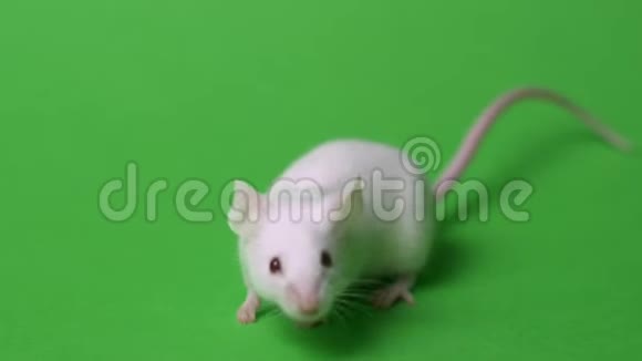 白色实验室老鼠在绿色背景上概念动物实验疫苗试验药物视频的预览图