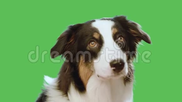 绿色屏幕上的狗头视频的预览图