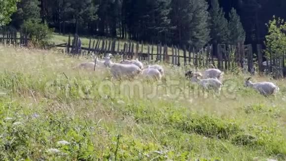 山羊正走在篱笆旁视频的预览图
