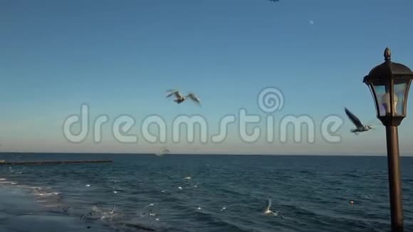 海鸥在蔚蓝的阳光下飞过海岸海鸥在飞翔中捕捉面包视频的预览图