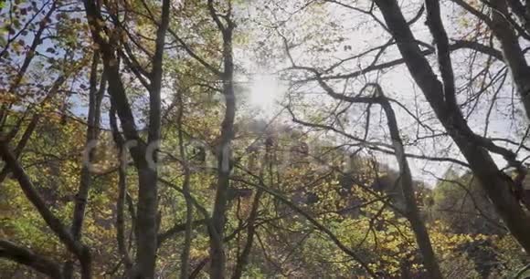 树枝和树叶的横向移动离我们很近太阳在顶端视频的预览图