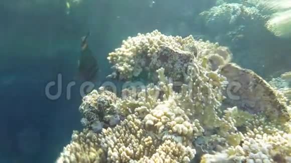 红海帆船汤吃珊瑚视频的预览图