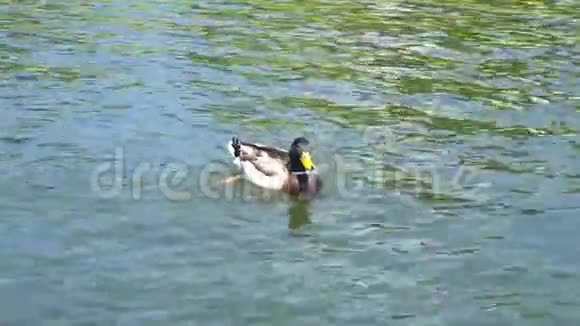 鸭子在池塘上鸭子在水里游泳视频的预览图