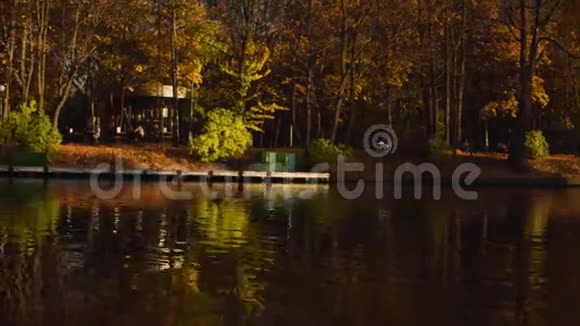 秋天在城市的湖里鸭子在水里游泳视频的预览图