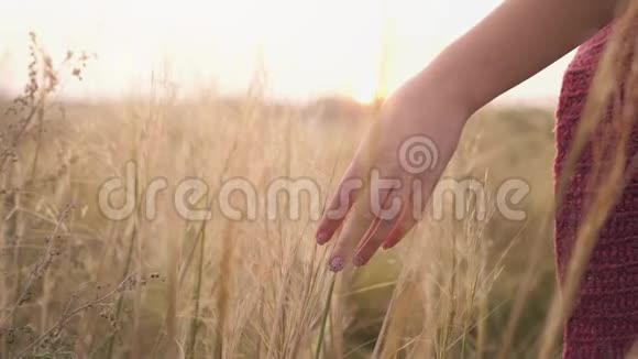 年轻女子走过荒野的草地女手摸野花特写夏季概念慢慢慢慢视频的预览图