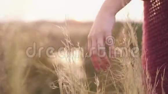 年轻女子的手走过荒野的草地女手摸野花特写夏季概念慢慢慢慢视频的预览图