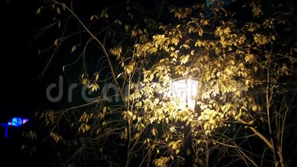 一盏黄色的灯笼在树的树枝间夜间发光视频的预览图