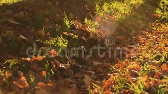 秋天黄橡树的叶子躺在地上视频的预览图