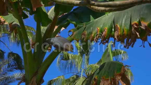 晴天香蕉树的叶子和花视频的预览图