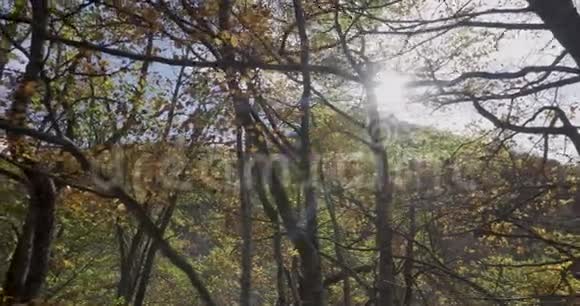 树枝和树叶靠近我们太阳在顶端的横向移动视频的预览图